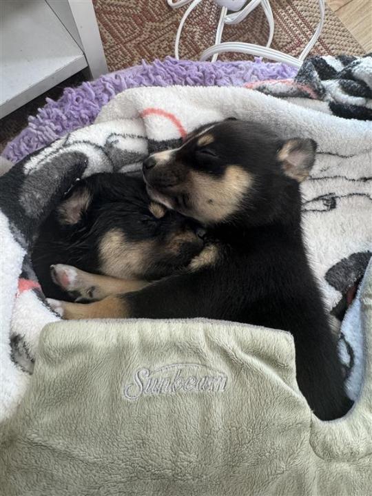 Puppies rescued from underneath a burning car are shown in these undated photos provided by Best Friend Animal Society. The puppies are currently in a foster home and will be available for adoption in December 2024.