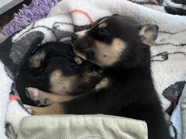 Puppies rescued from underneath a burning car are shown in these undated photos provided by Best Friend Animal Society. The puppies are currently in a foster home and will be available for adoption in December 2024.