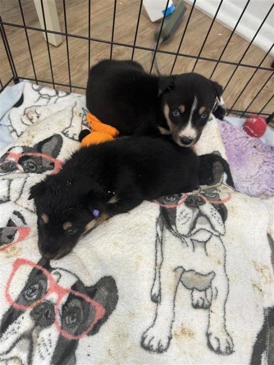 Puppies rescued from underneath a burning car are shown in these undated photos provided by Best Friend Animal Society. The puppies are currently in a foster home and will be available for adoption in December 2024.