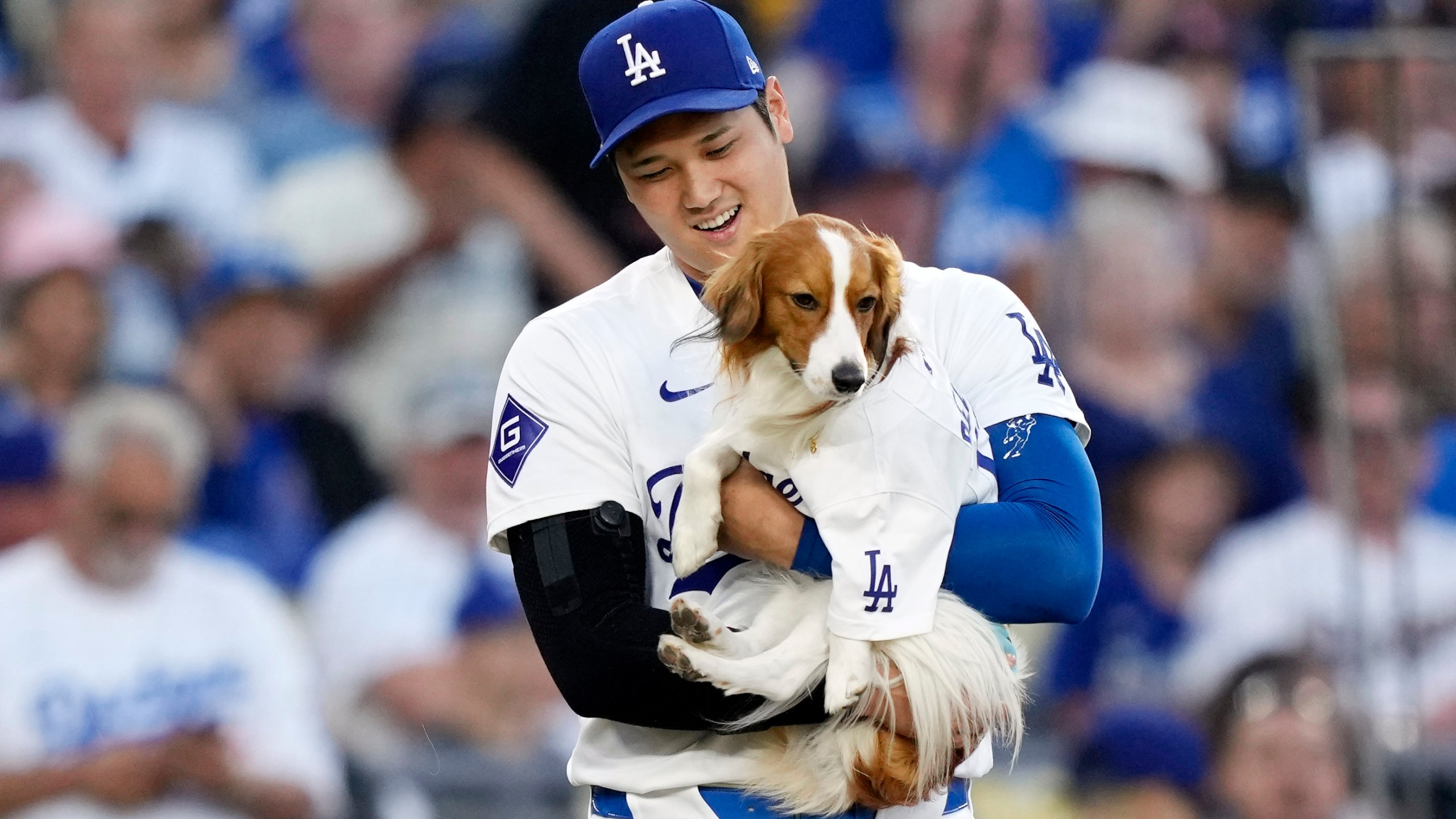 FILE - Los Angeles Dodgers' Shohei Ohtani brings his dog Decoy to mound before Decoy delivered the ceremonial first pitch prior to a baseball game between the Dodgers and the Baltimore Orioles, Wednesday, Aug. 28, 2024, in Los Angeles. (AP Photo/Mark J. Terrill, File)