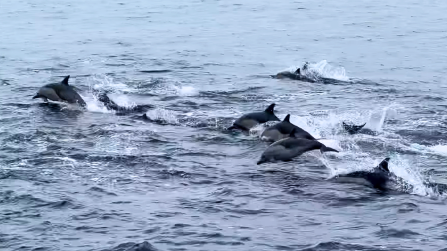 Dolphin stampede Dana Point