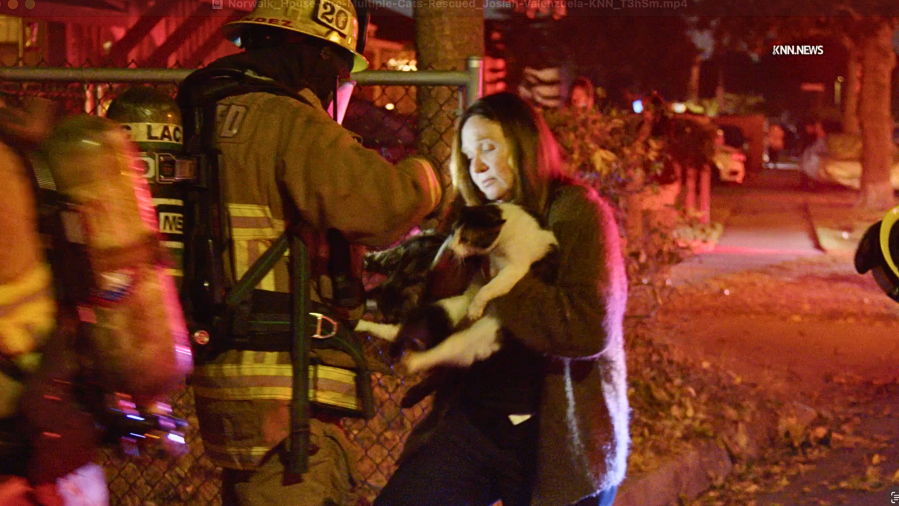 Norwalk fire cats rescued