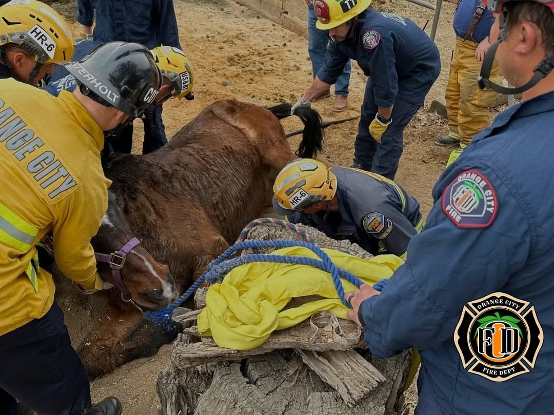 Orange City Fire Department crews worked to rescue a horse that became trapped underneath a fence on Dec. 23, 2024. (Orange City Fire Department)