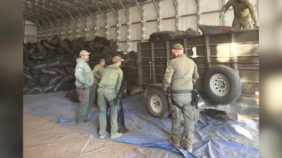 Deputies discovered over $100 million worth of marijuana at an Oak Hills property during an investigation into illegal marijuana cultivation on Dec. 9, 2024. (San Bernardino County Sheriff’s Department)