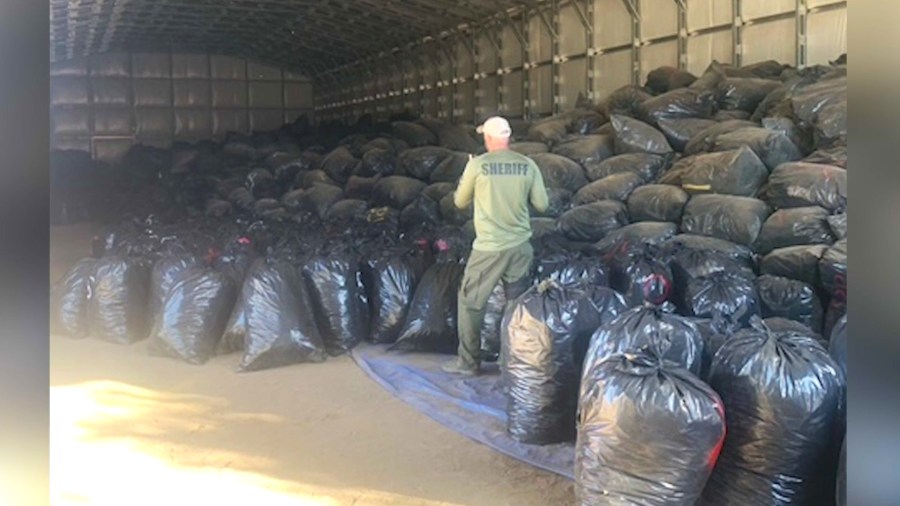 Deputies discovered over $100 million worth of marijuana at an Oak Hills property during an investigation into illegal marijuana cultivation on Dec. 9, 2024. (San Bernardino County Sheriff’s Department)