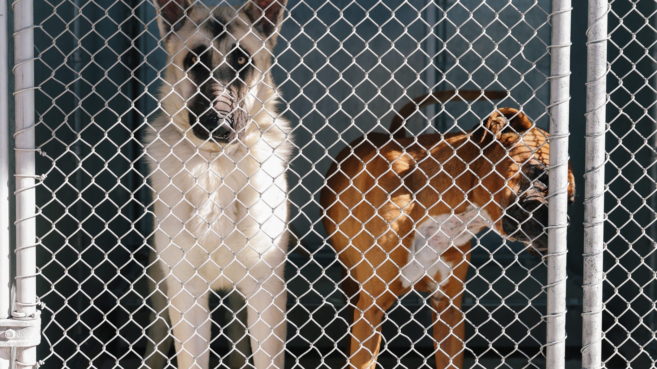 Two dogs inside the County of Los Angeles Animal Care Shelter in Lancaster shown on Sunday, Jan. 21, 2024 in Lancaster, Calif. (Getty Images)
