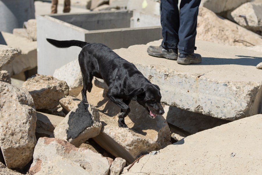 Search dog Ridge and his human handler, Eric Lieuwen, search rubble in a training exercise at Search Dog Foundation in Santa Paula on July 30, 2024. (Search Dog Foundation)