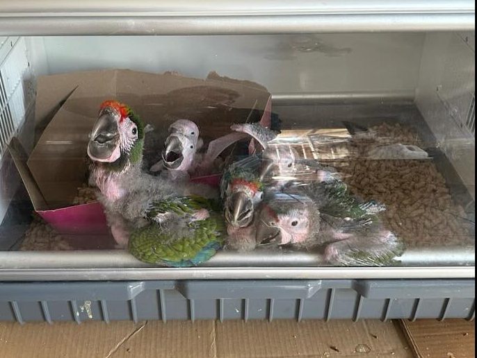 Hundreds of neglected birds, as well as more than a dozen dogs were recovered from a home in Costa Mesa on Jan. 23, 2025. (Costa Mesa Police Department)