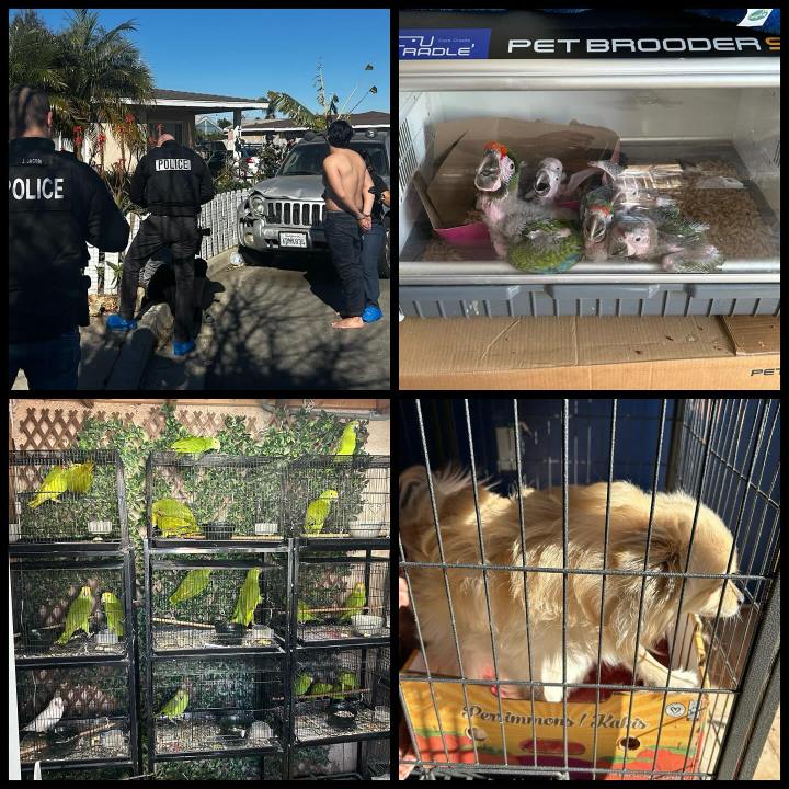 Hundreds of neglected birds, as well as more than a dozen dogs were recovered from a home in Costa Mesa on Jan. 23, 2025. (Costa Mesa Police Department)