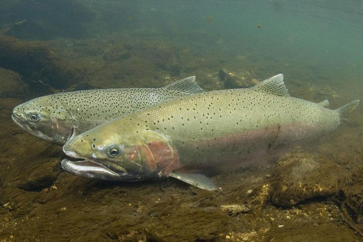 Southern California steelhead trout are shown in this undated image from the National Oceanic and Atmospheric Administration.