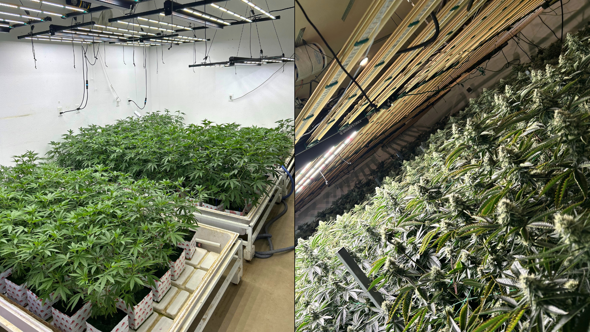 Four suspects were arrested after authorities discovered a large-scale illegal marijuana growing operation in homes across Ventura and Los Angeles counties. (Ventura County Sheriff’s Office)