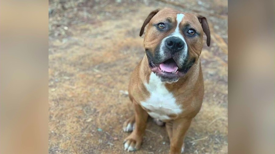 The victim's dog, Woodson, who remains missing, is seen in a family photo.