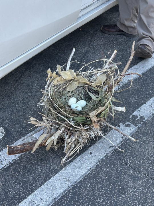 Cormorant nest