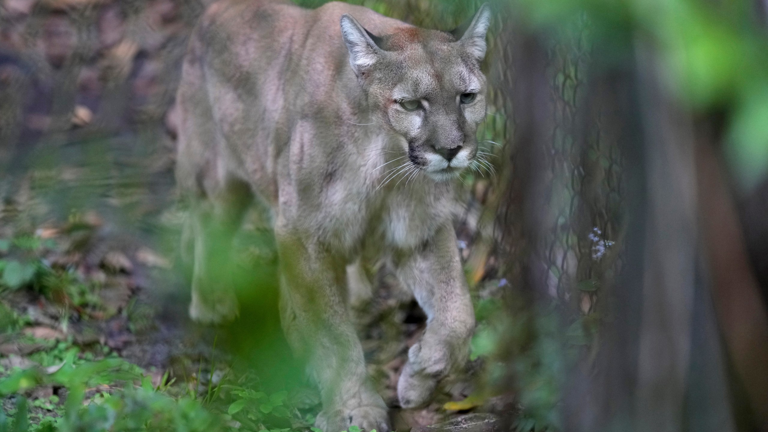 Athena the panther walks inside her enclosure at the Florida panther exhibit at the Naples Zoo, Jan. 15, 2025, in Naples, Fla. (AP Photo/Lynne Sladky)