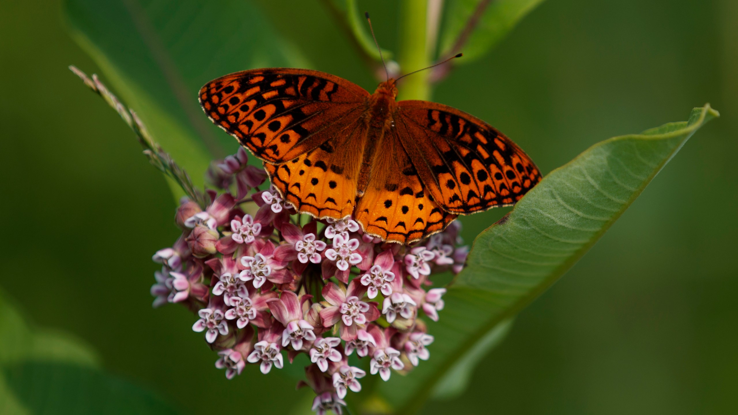 FILE - A fritillary butterfly perches on blooming milkweed at Patuxent Wildlife Research Center in Laurel, Md., June 5, 2019. (AP Photo/Carolyn Kaster, File)