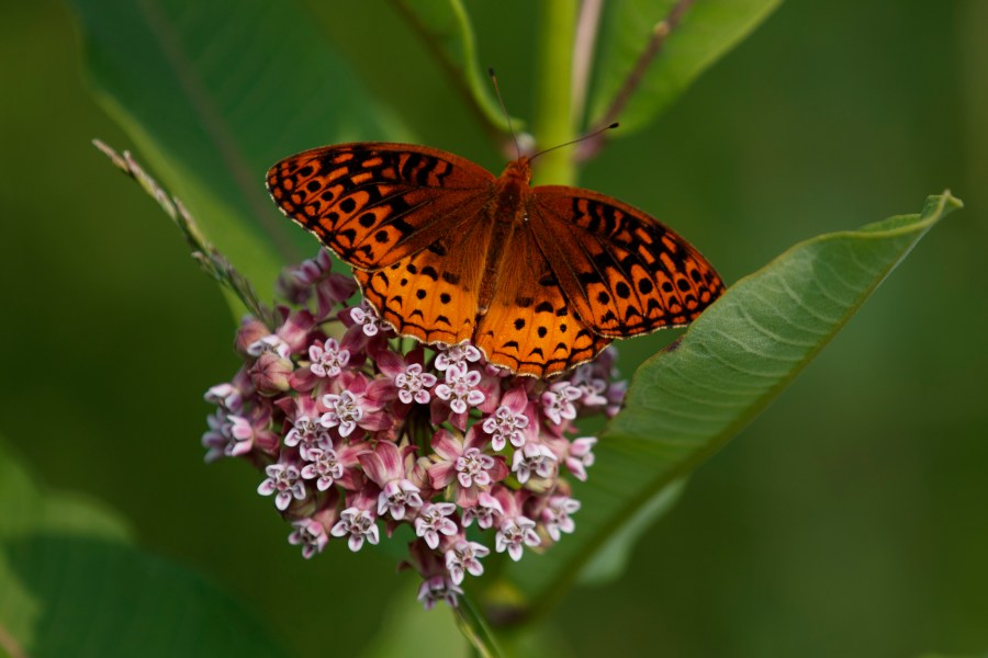 FILE - A fritillary butterfly perches on blooming milkweed at Patuxent Wildlife Research Center in Laurel, Md., June 5, 2019. (AP Photo/Carolyn Kaster, File)