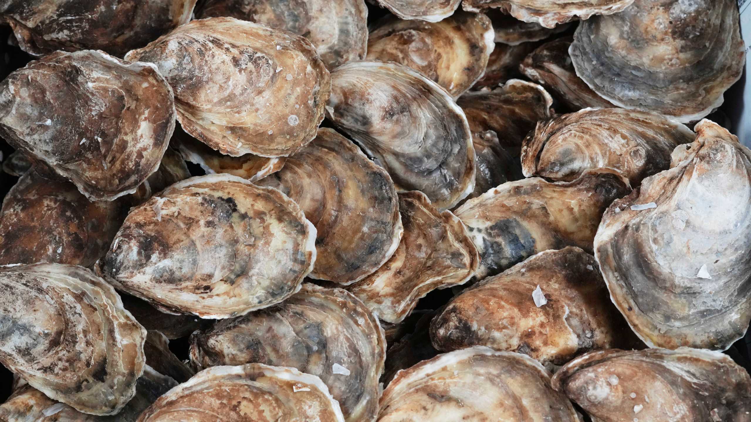 Shown are oysters harvested in Canada at Bryan Szeliga's Fishtown Seafood in Haddonfield, N.J., Thursday, March 6, 2025. (AP Photo/Matt Rourke)