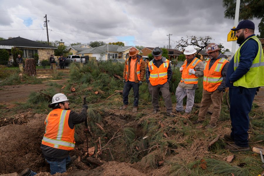 Workers clear a tree after it fell on a street during a storm Thursday, March 13, 2025, in Pico Rivera, Calif. (AP Photo/Damian Dovarganes)