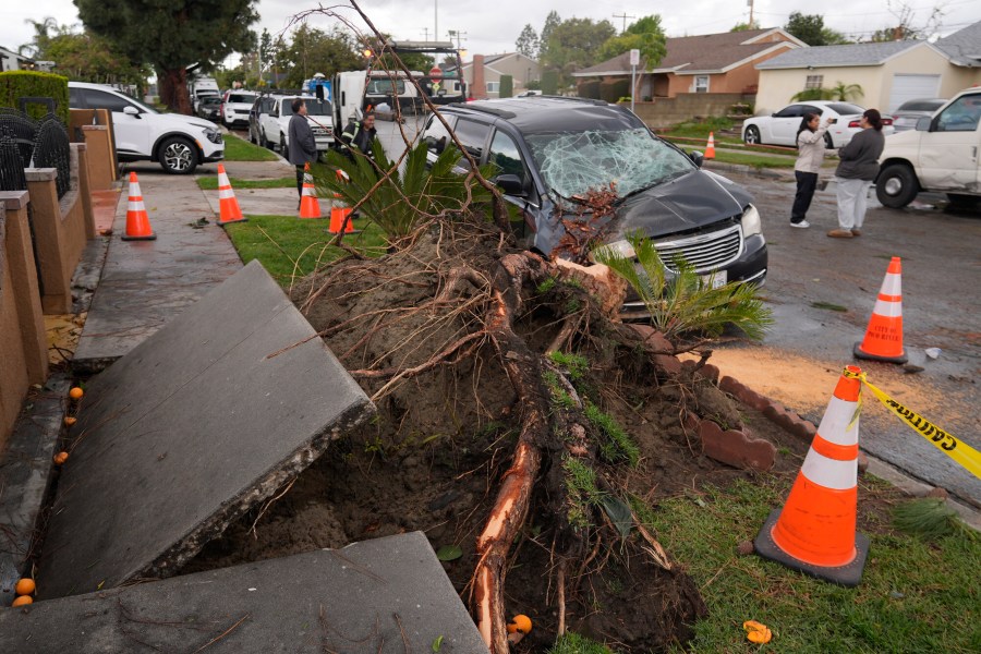 A severe storm and tornado uprooted a tree, damaging a vehicle, Thursday, March 13, 2025, in Pico Rivera, Calif. (AP Photo/Damian Dovarganes)
