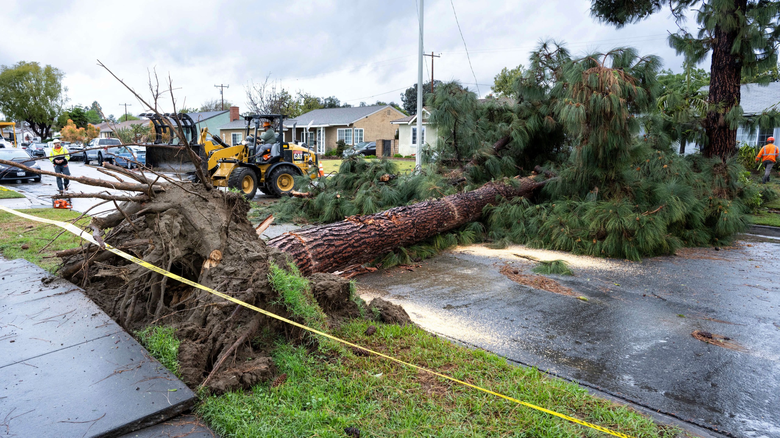 Crews work to remove a large pine tree from Glencannon Drive after a tornado touched down in Pico Rivera, Calif. on March 13, 2025. (David Crane/The Orange County Register via AP)