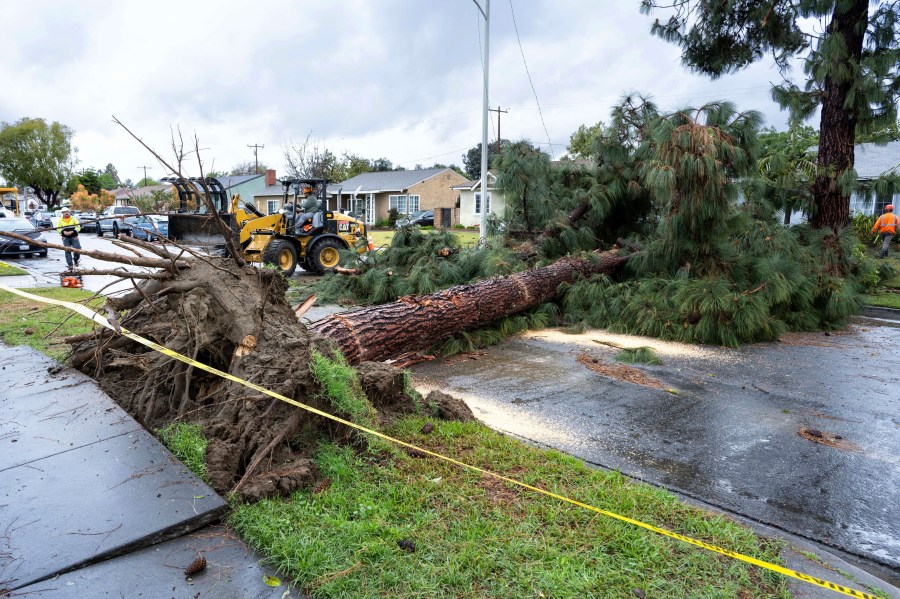 Crews work to remove a large pine tree from Glencannon Drive after a tornado touched down in Pico Rivera, Calif. on March 13, 2025. (David Crane/The Orange County Register via AP)