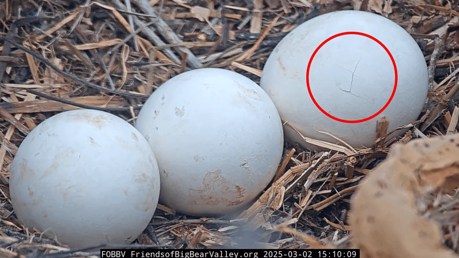 Big Bear bald eagle eggs