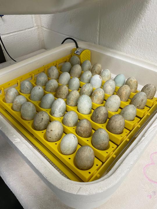 Eggs in incubator