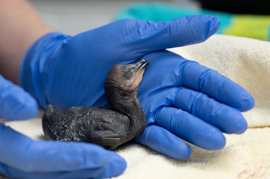 Cormorant chick