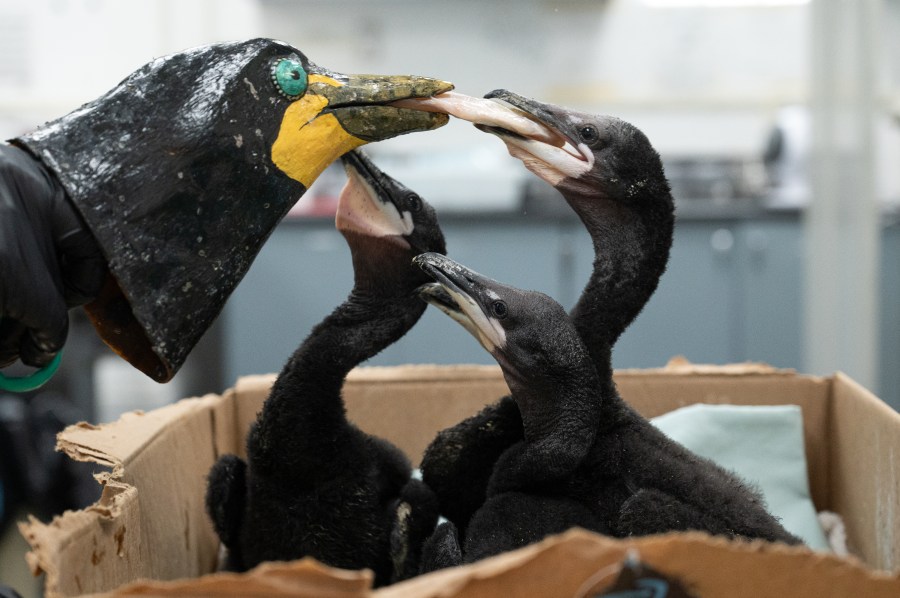 Cormorant chicks fed by puppet