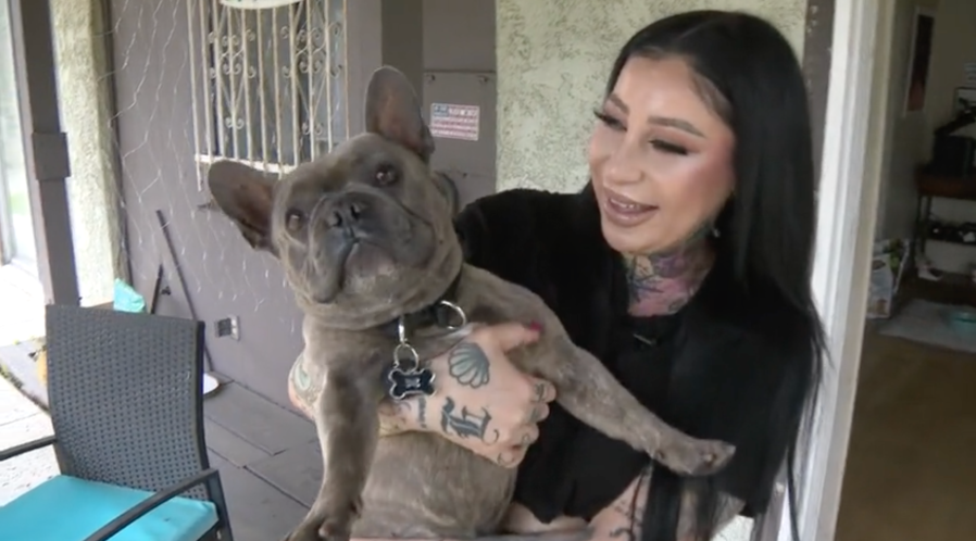 French Bulldog reunion
