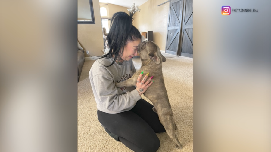 French Bulldog reunion