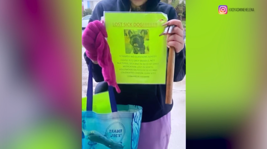 French Bulldog reunion