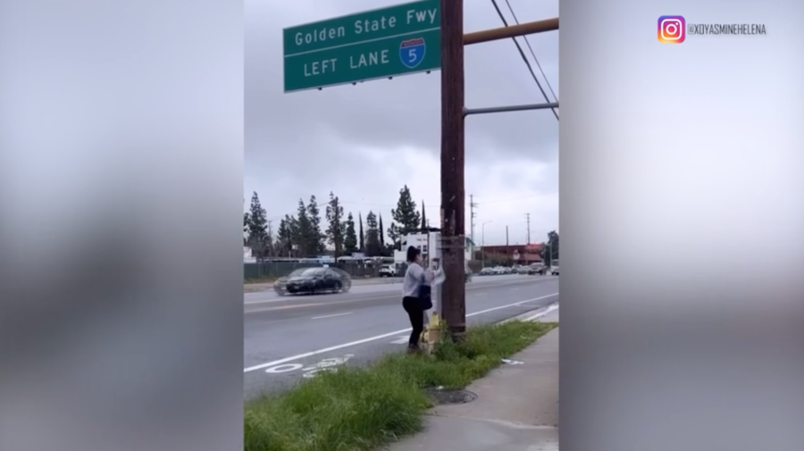 French Bulldog reunion