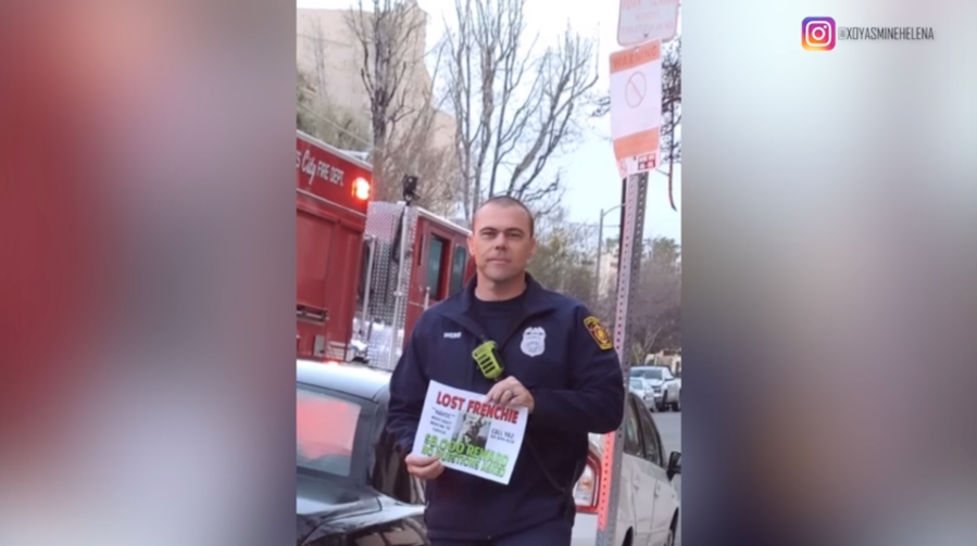 French Bulldog reunion