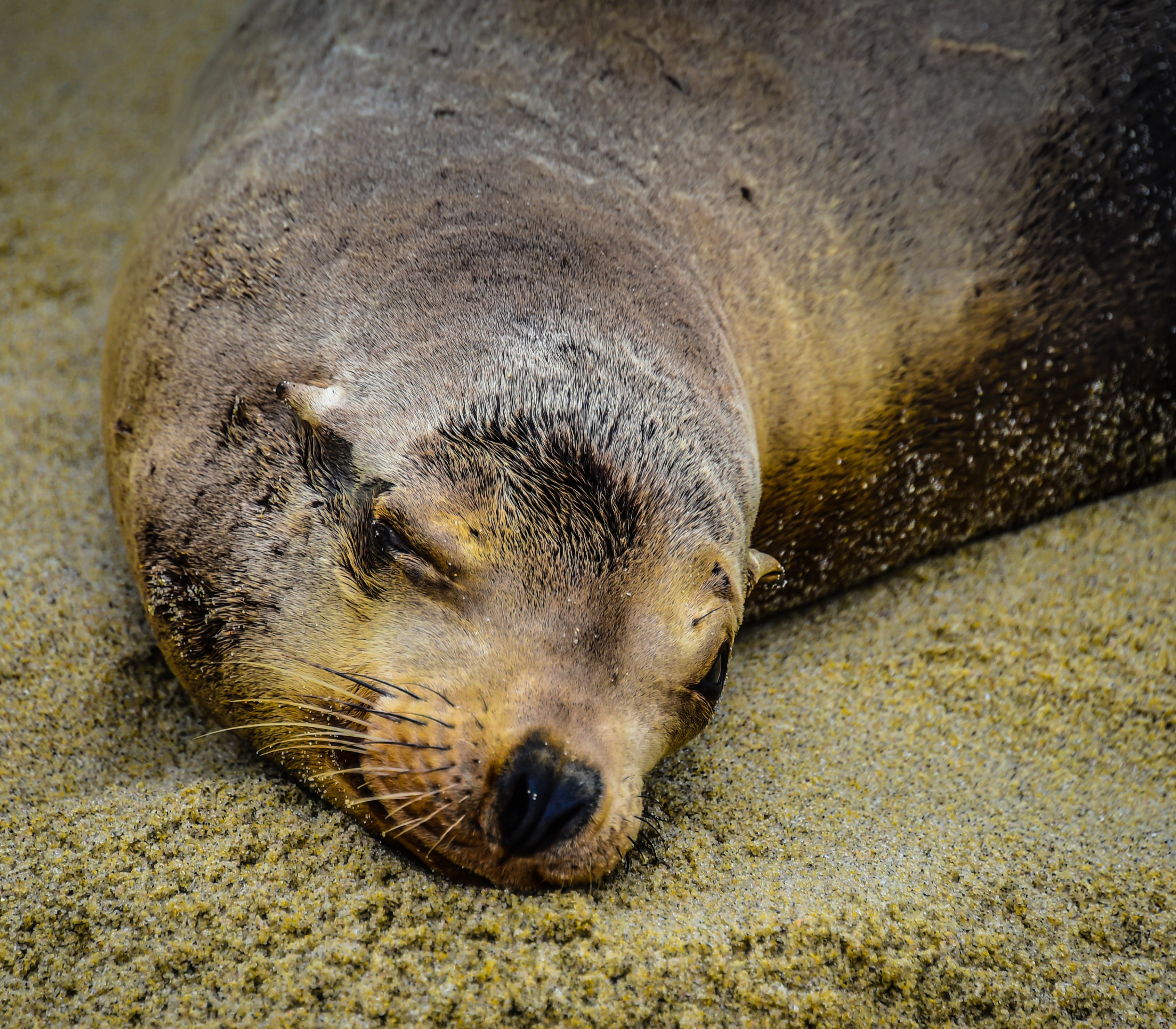 FILE - California Sea Lion sleeping on the beach at La Jolla Cove in this undated photo. (Getty Images)