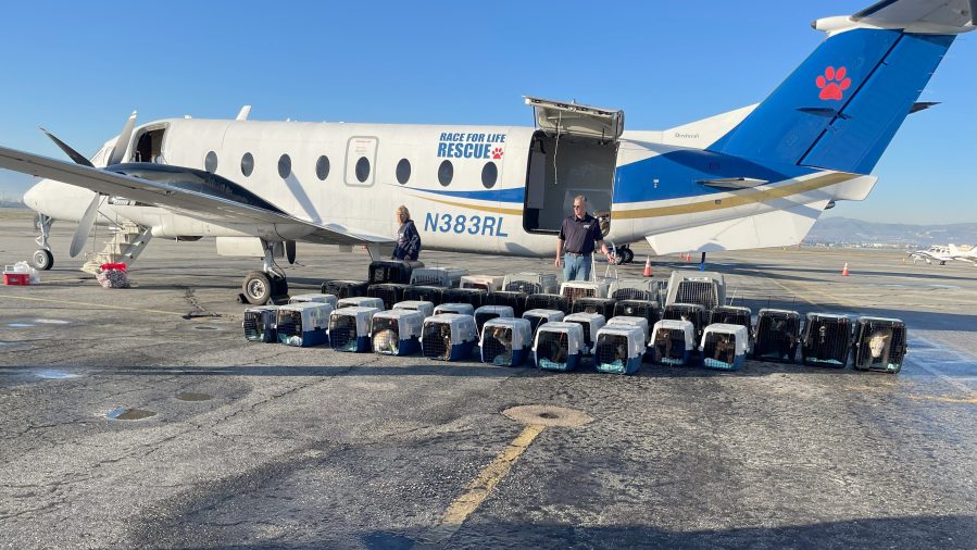 Riverside County Department of Animal Services flew 42 large dogs to New York on March 13, 2025, for a chance at adoption and to alleviate crowding at local shelters. (Riverside County Department of Animal Services)