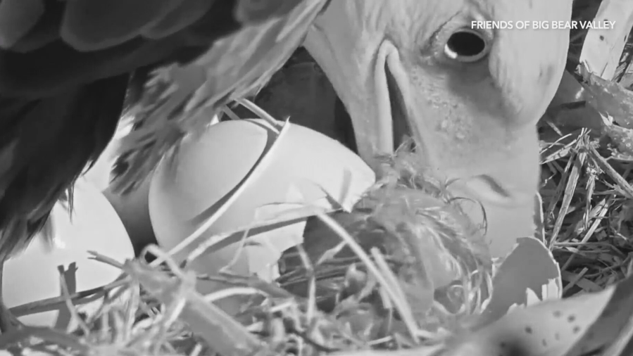 Jackie and Shadow eaglet