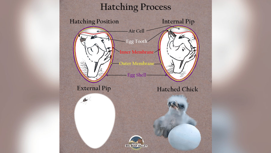 Pip hatching process Big Bear bald eagles