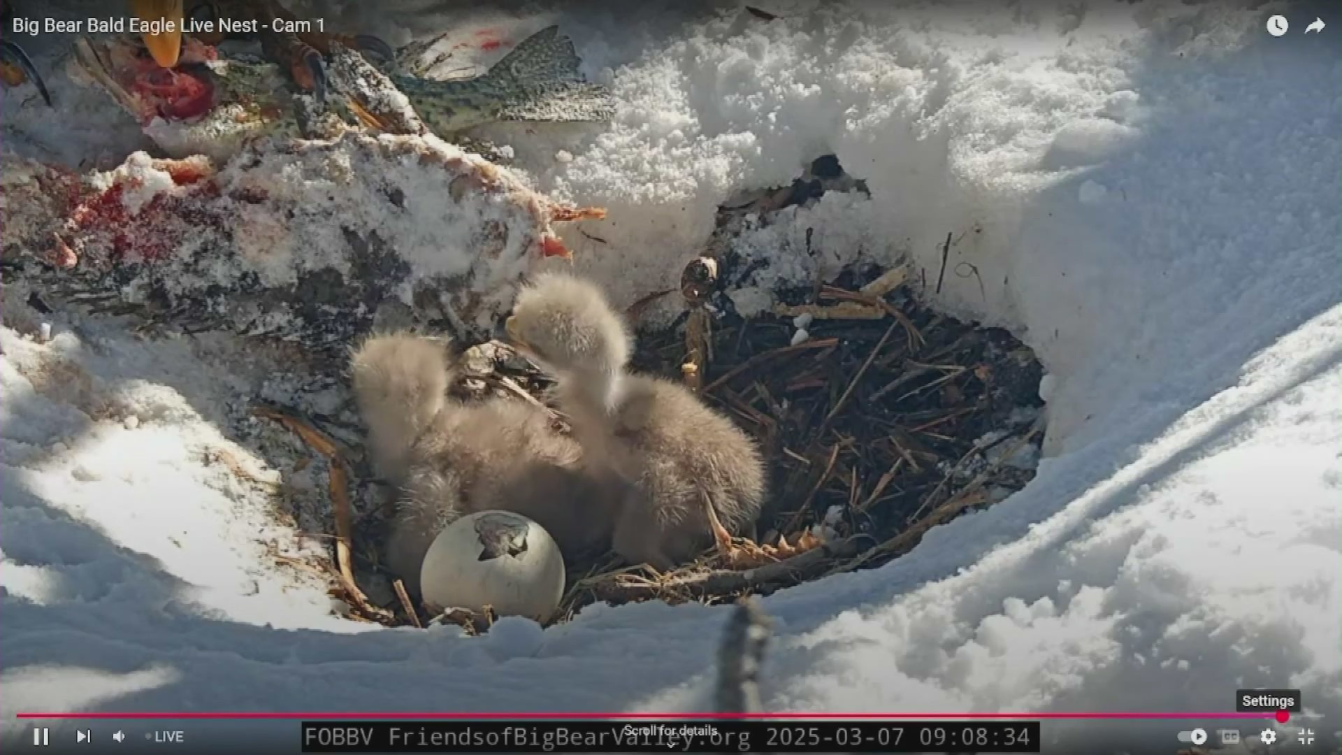 Big Bear eaglets