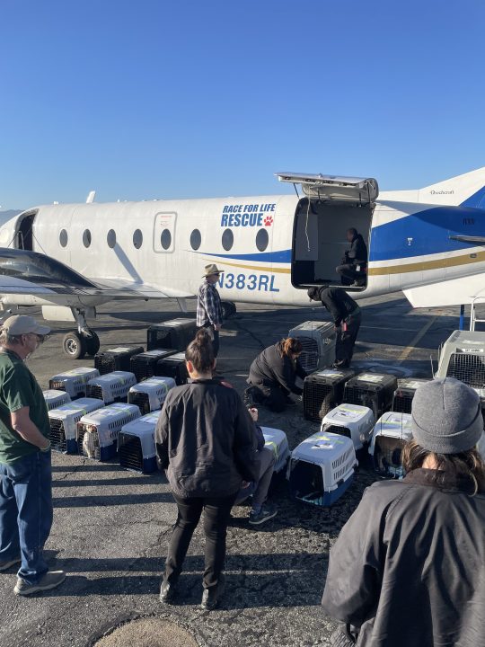 Riverside County Department of Animal Services flew 42 large dogs to New York on March 13, 2025, for a chance at adoption and to alleviate crowding at local shelters. (Riverside County Department of Animal Services)