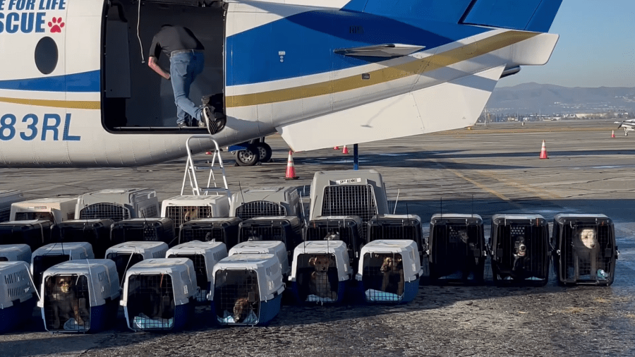 Riverside County Department of Animal Services flew 42 large dogs to New York on March 13, 2025, for a chance at adoption and to alleviate crowding at local shelters. (Riverside County Department of Animal Services)