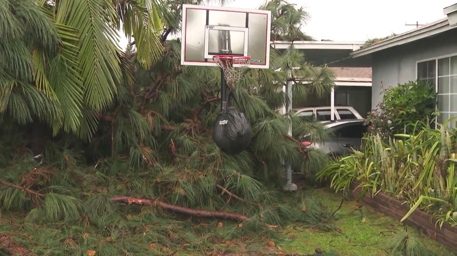 A large tree toppled over after a tornado touched down in Pico Rivera on March 13, 2025. (KTLA)