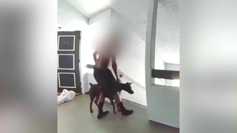 Doorbell camera footage captured the man waiting at the front door with his Doberman before harassing Alejandra Feliciano and her family as they come and go. (Alejandra Feliciano)