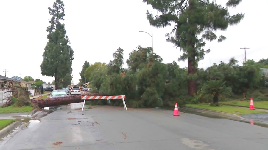 Crews worked to clear debris and downed trees after a tornado touched down in a Pico Rivera neighborhood on March 13, 2025. (KTLA)
