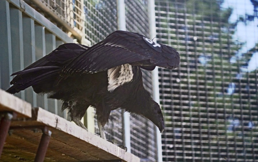 Pey-noh-pey-o-wok', a condor reintroduced into Northern California as part of a conservation program, is shown in this undated photo from the Yurok Tribe. The condor died in January 2025 from lead poisoning, officials said. 