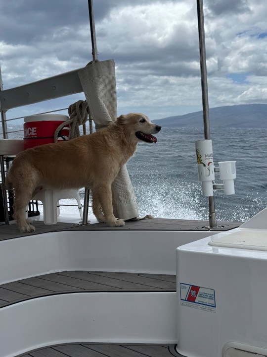 This photo provided by Chrissy Lovitt shows Macy, a golden retriever dog, whale-watching off Lahaina, Hawaii on Saturday, March 29, 2025. (Chrissy Lovitt via AP)