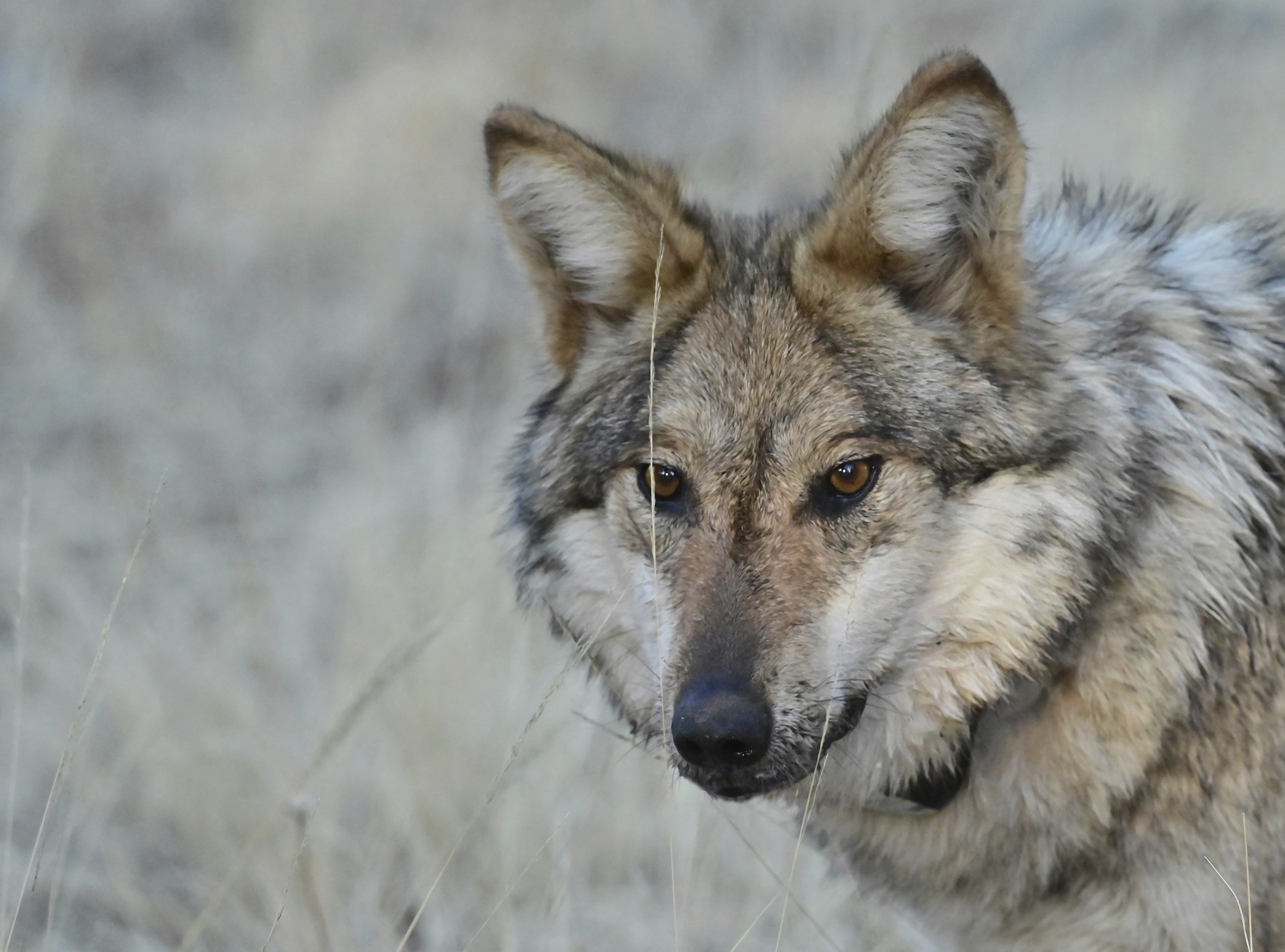 FILE - This Jan. 24, 2025 file image provided by the Arizona Game and Fish Department shows a Mexican gray wolf in the wild that was monitored as part of a population survey in eastern Arizona. (Arizona Game and Fish Department via AP File)