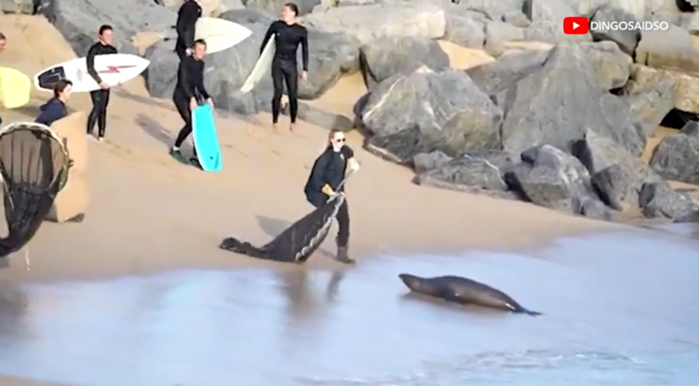 Newport Beach sea lion