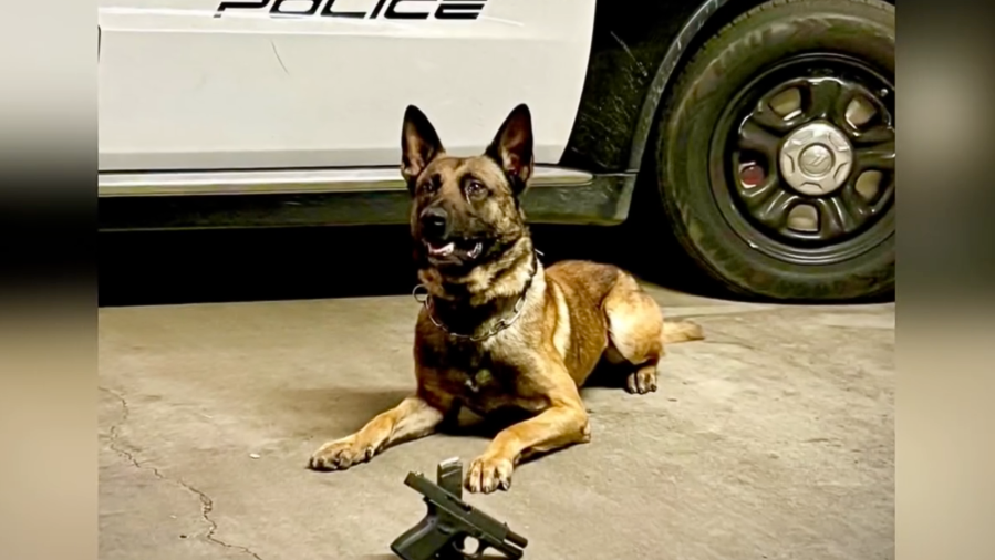 Upland police dog hits on gun