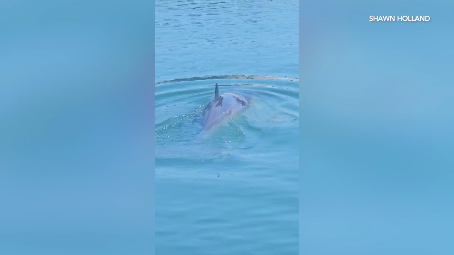 Cell phone video captures a minke whale that appeared to be stuck in a Long Beach Marina on April 3, 2025. (Shawn Holland)
